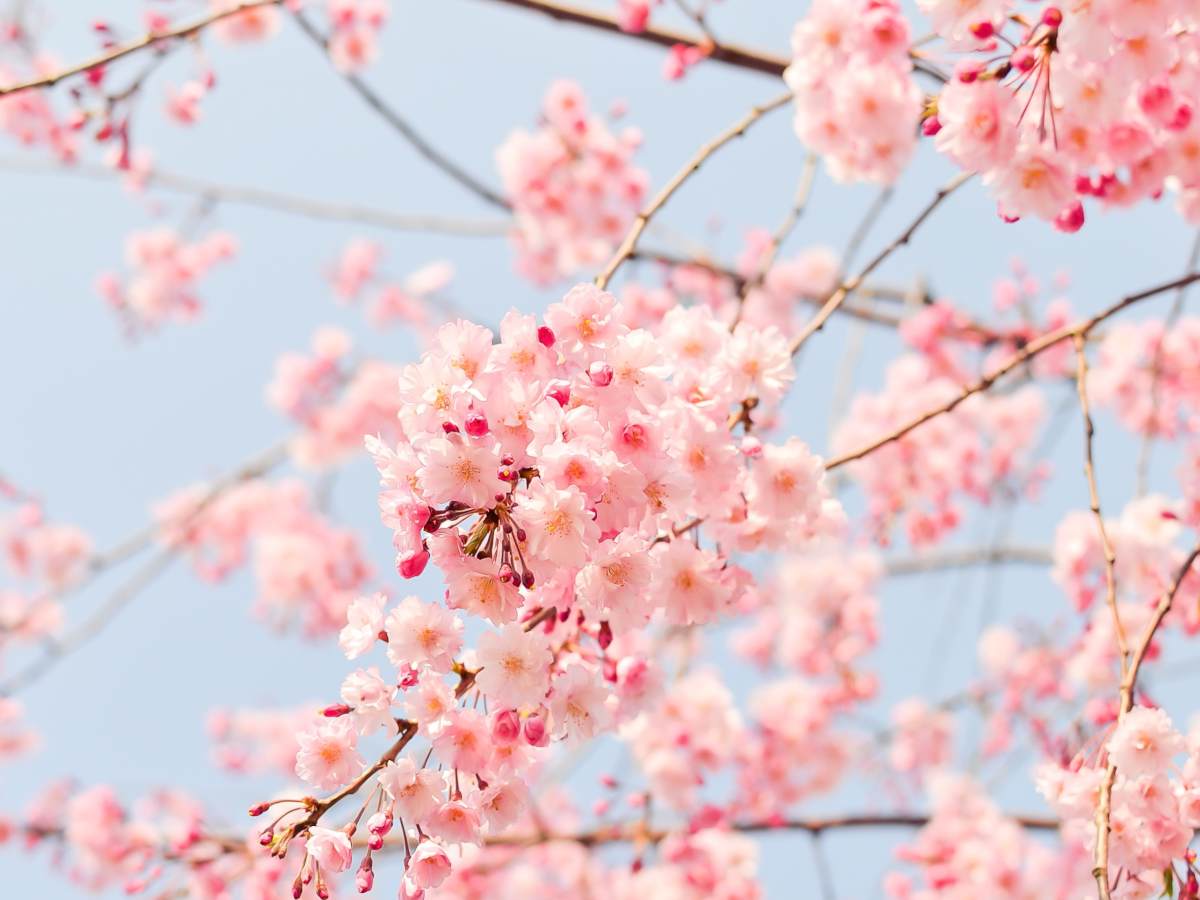 Blooming in the Middle of Becoming